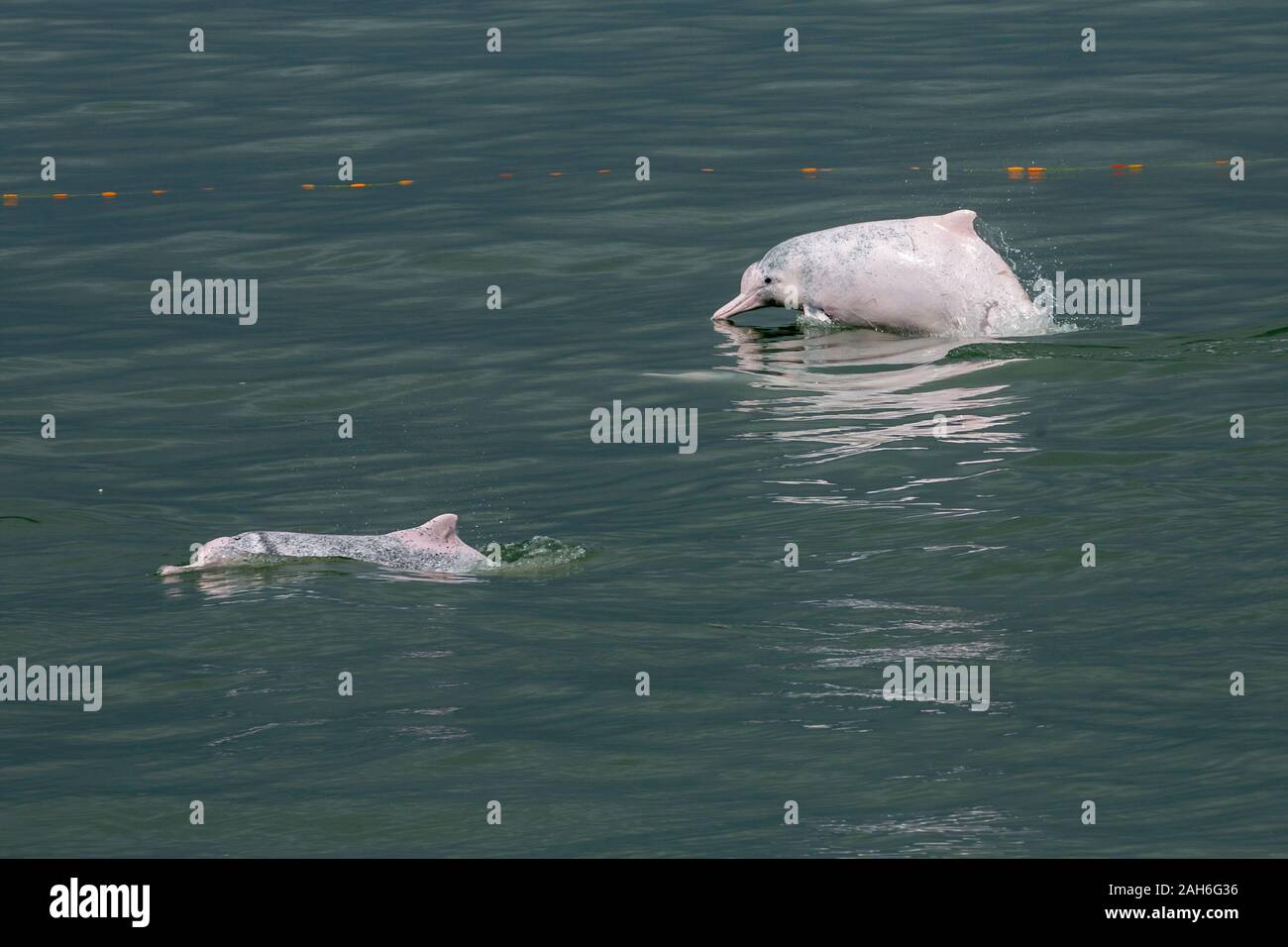 Indo-Pacific Humpback Dolphin / Chinese White Dolphin / Pink Dolphin (Sousa Chinensis) in the waters of Hong Kong, near a broken fishing net Stock Photo