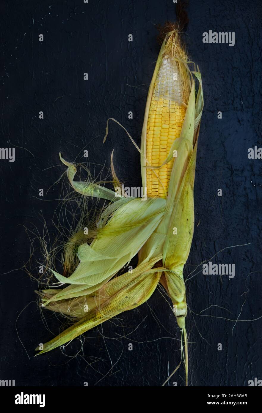 Single ear of corn isolated on a gray background, fresh corn on cob, corn harvest season. Stock Photo