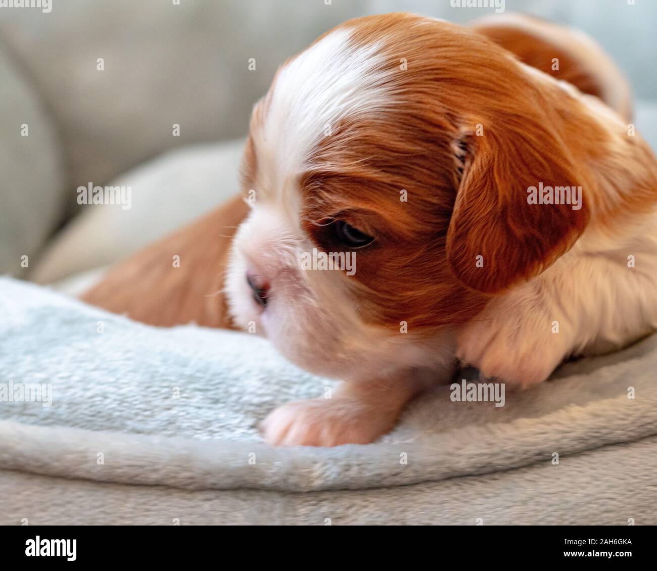 A newborn Cavalier King Charles Spaniel puppy perks its head up as it lies on the edge of a soft dog bed. The puppy has the breed's Blenheim coloring Stock Photo
