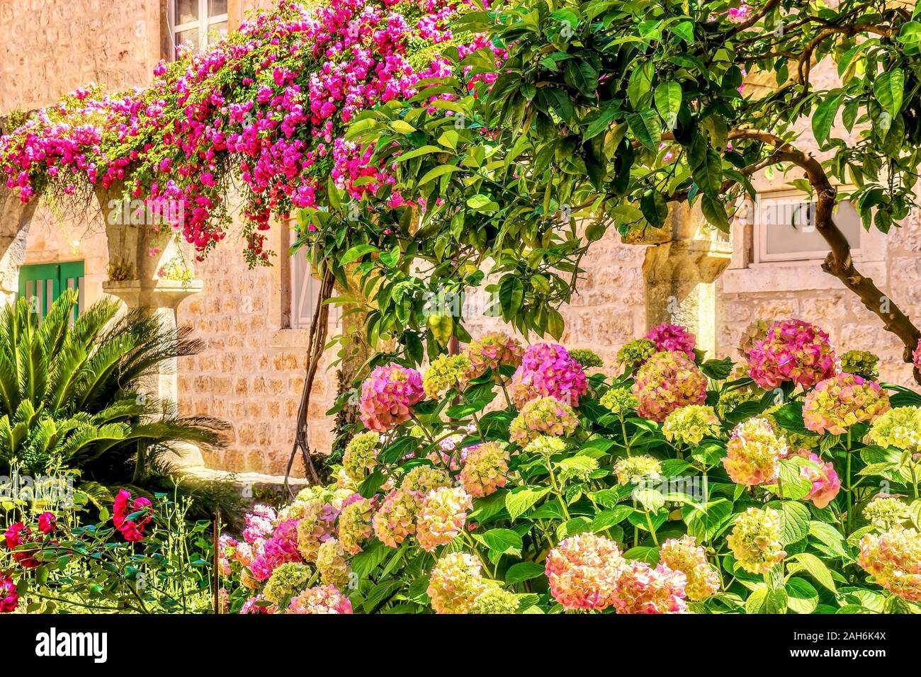A pretty flower garden scene with a pink color theme, including bougainvillea, hydrangea and roses. Stock Photo