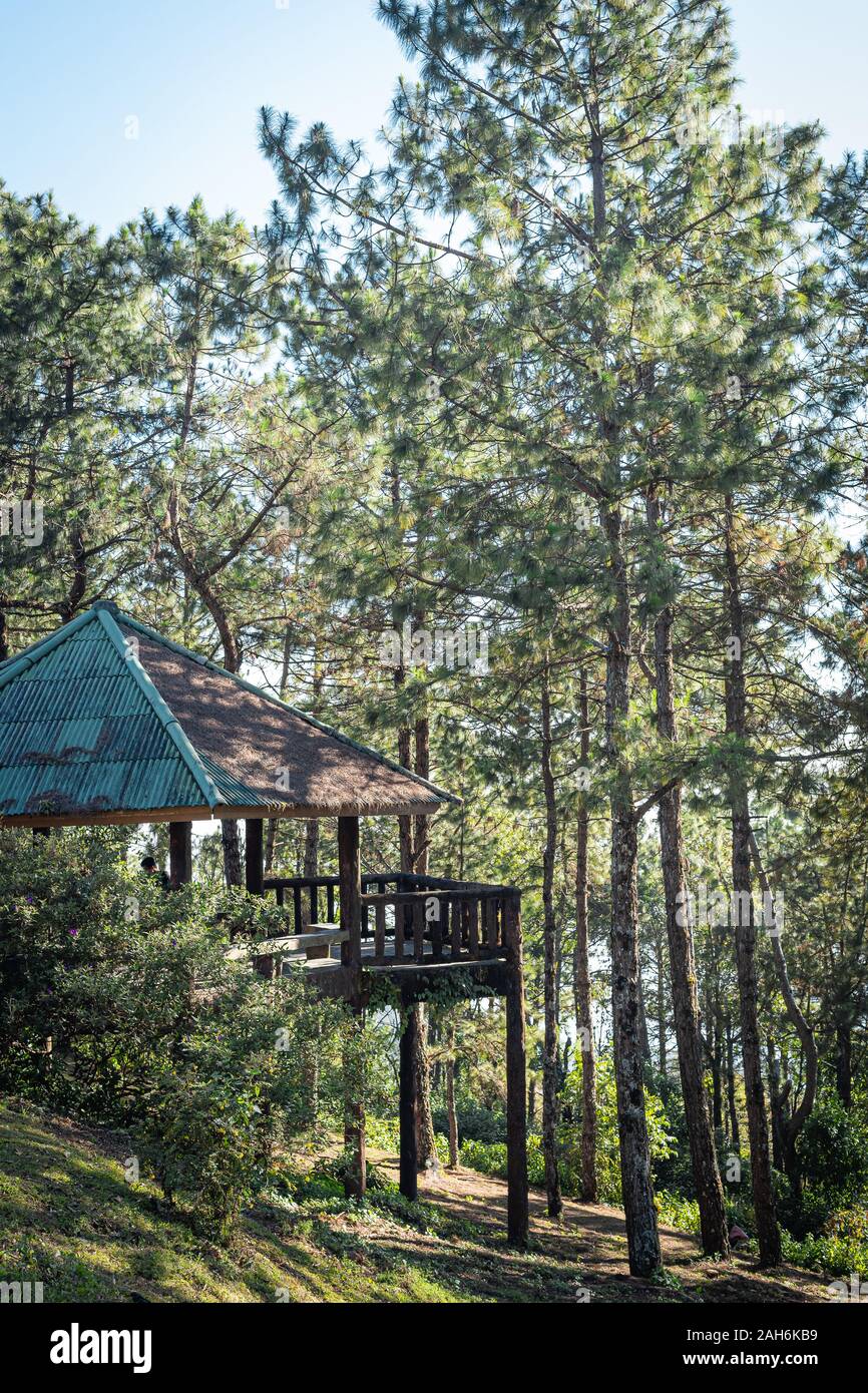 Forest hut in pine forest. Stock Photo