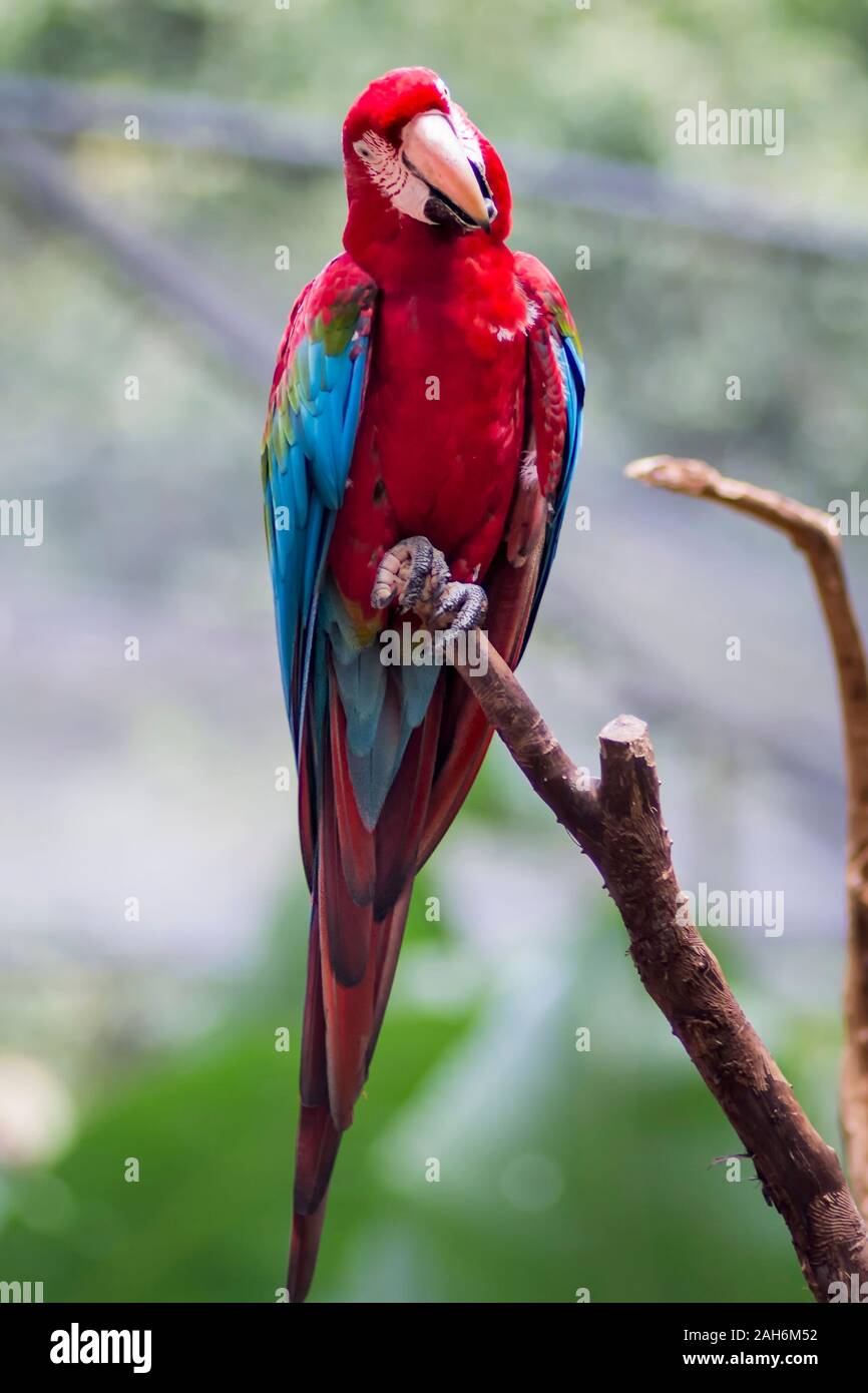 red and green macaw or green winged macaw, scientific name ara chloropterus parrot bird in Parque das aves Foz do Iguacu Brazil Parana state, bird Par Stock Photo