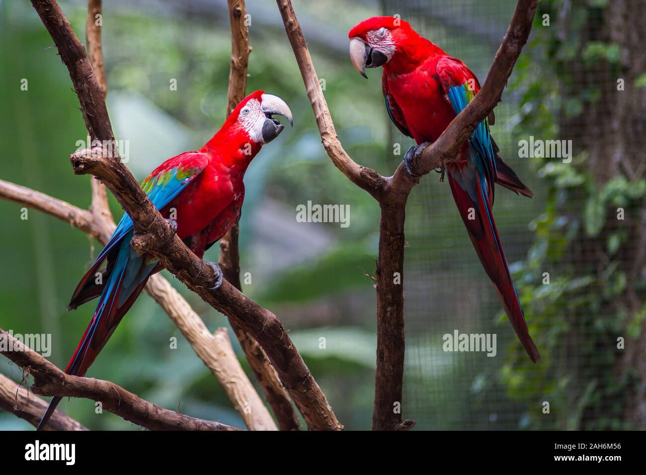Bounce hvad som helst høj red and green macaw or green winged macaw, scientific name ara chloropterus parrot  bird in Parque das aves Foz do Iguacu Brazil Parana state, bird Par Stock  Photo - Alamy