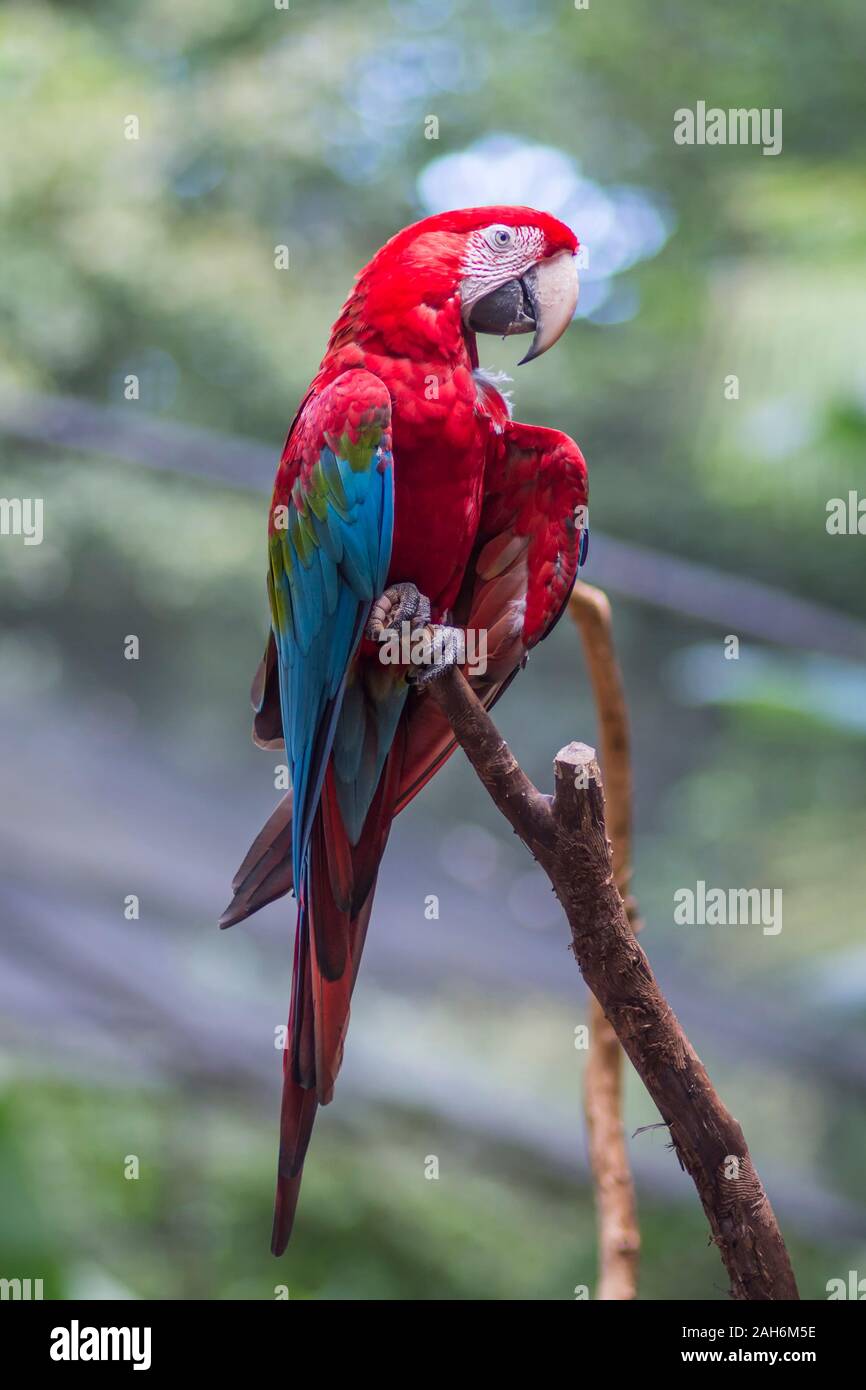 red and green macaw or green winged macaw, scientific name ara chloropterus parrot bird in Parque das aves Foz do Iguacu Brazil Parana state, bird Par Stock Photo