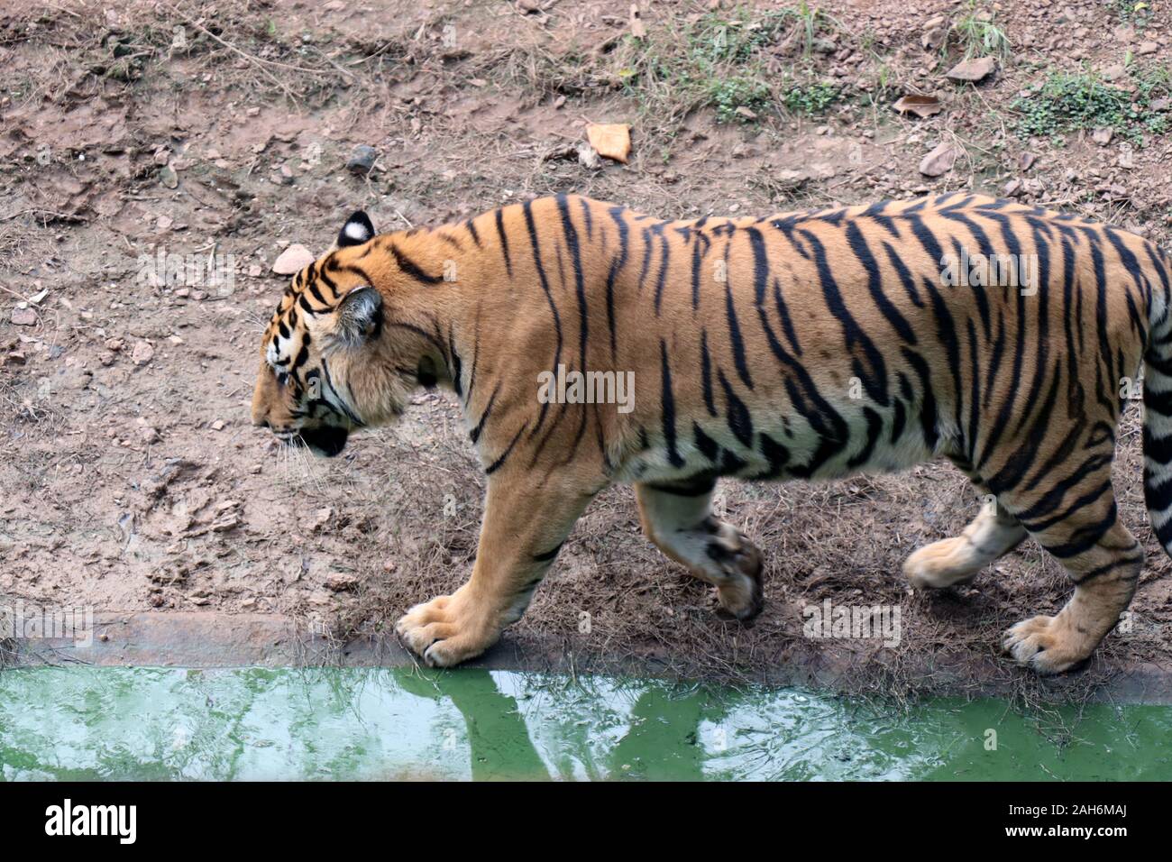 Tiger of Nandanakan Zoological Park in Odisha, India Stock Photo - Alamy