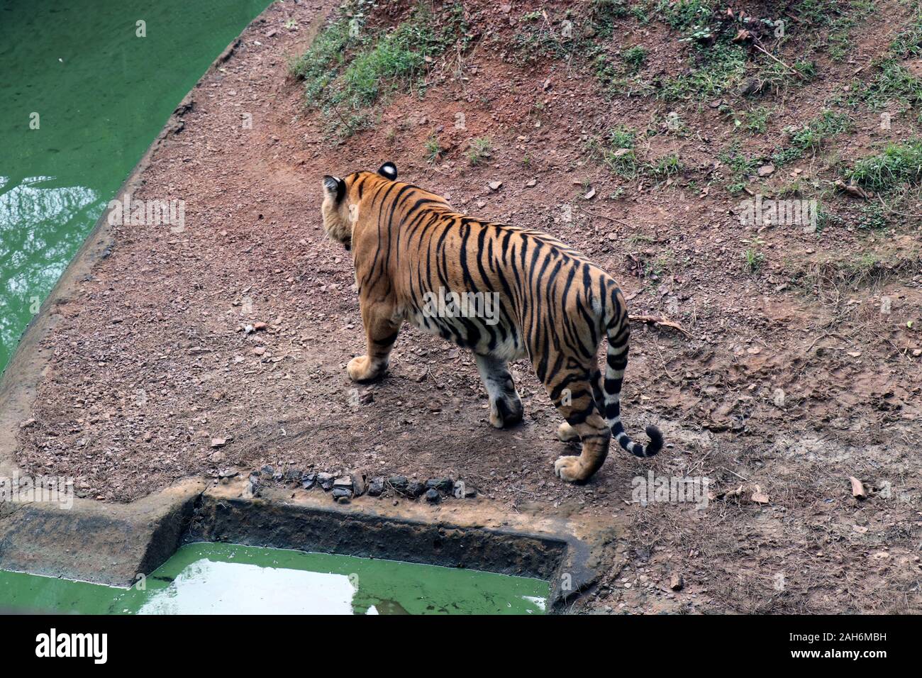 Tiger of Nandanakan Zoological Park in Odisha, India. Stock Photo