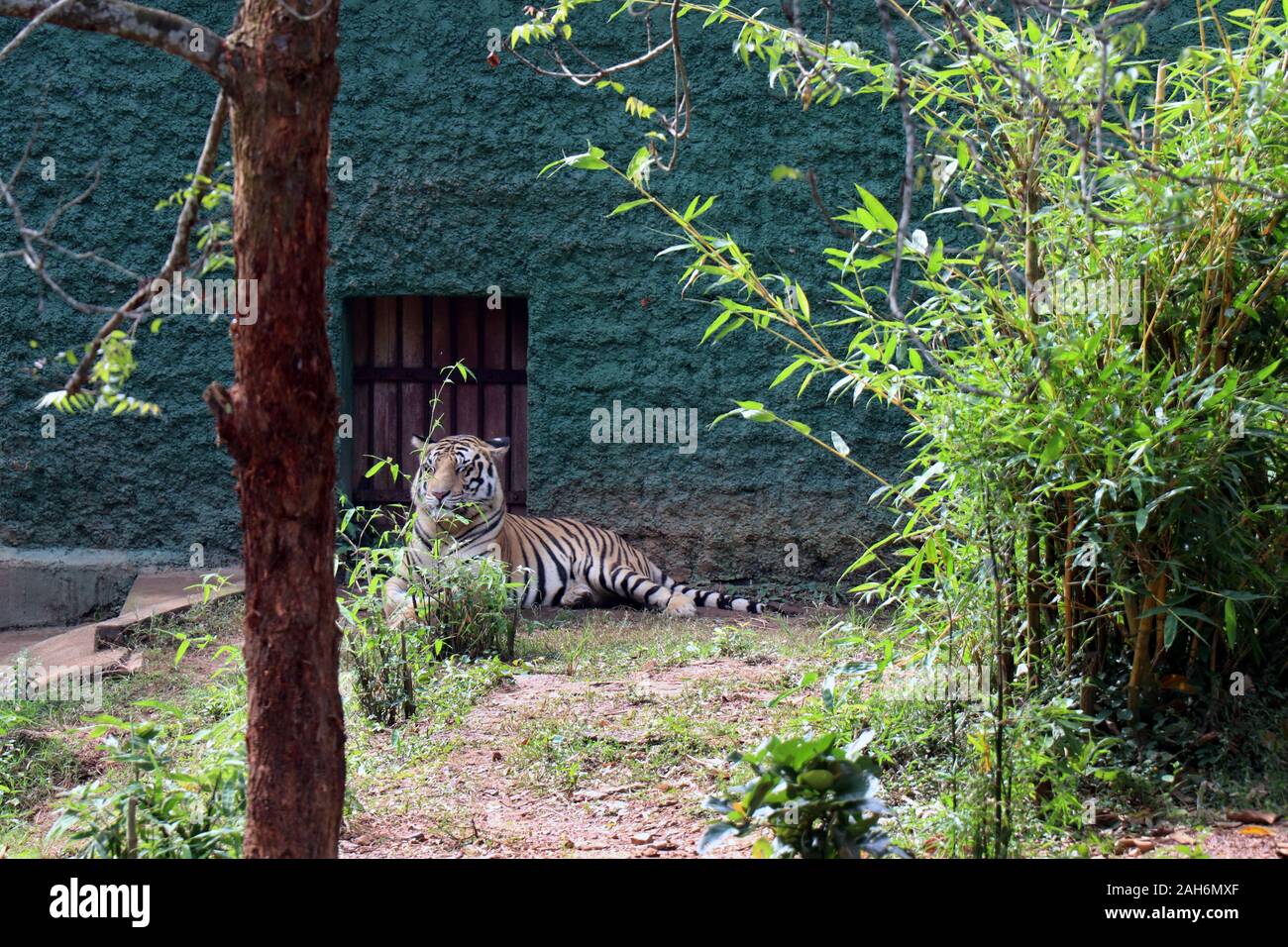 Tiger of Nandanakan Zoological Park in Odisha, India. Stock Photo