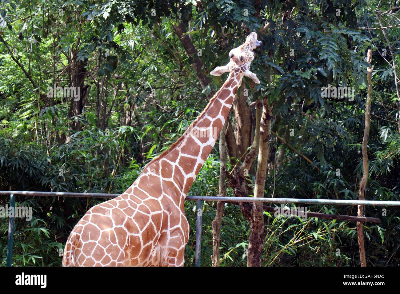 Young Giraf in the Zoo, Odisha, India. Nandankanan Botanical Garden. Stock Photo