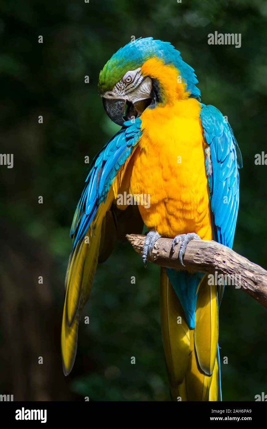 Ara ararauna, blue-and-yellow macaw parrot bird in Parque das aves, Foz do Iguacu, Parana state, Brazil bird park Iguazu Falls Stock Photo