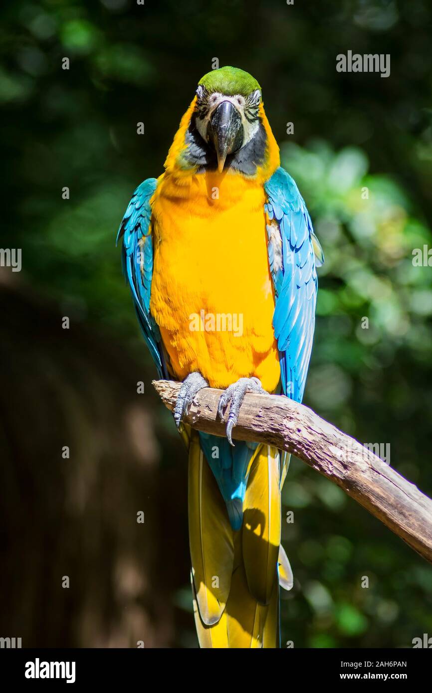 Ara ararauna, blue-and-yellow macaw parrot bird in Parque das aves, Foz do Iguacu, Parana state, Brazil bird park Iguazu Falls Stock Photo