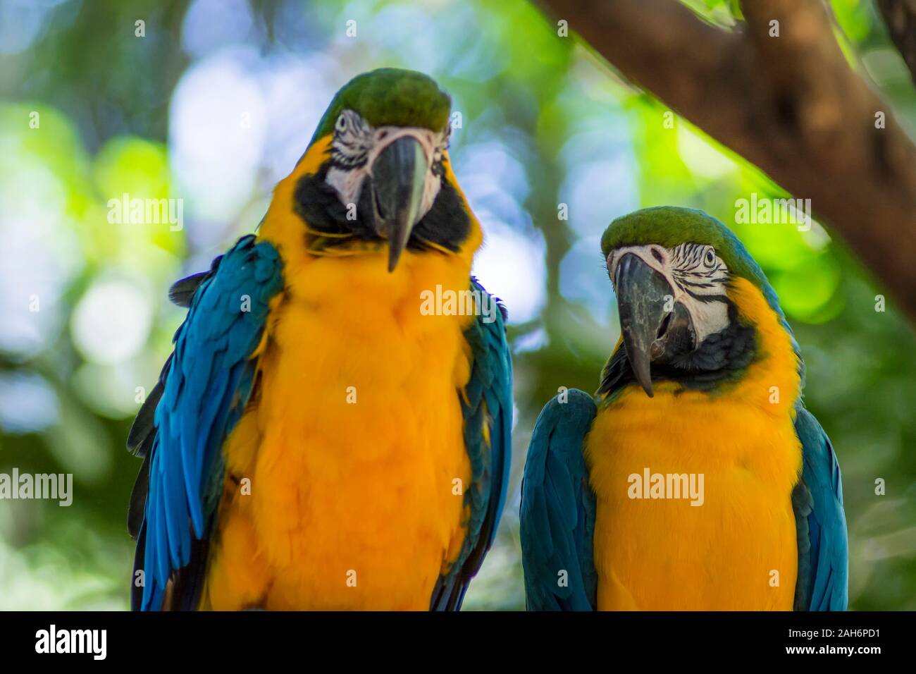 Ara ararauna, blue-and-yellow macaw parrot bird in Parque das aves, Foz do Iguacu, Parana state, Brazil bird park Iguazu Falls Stock Photo
