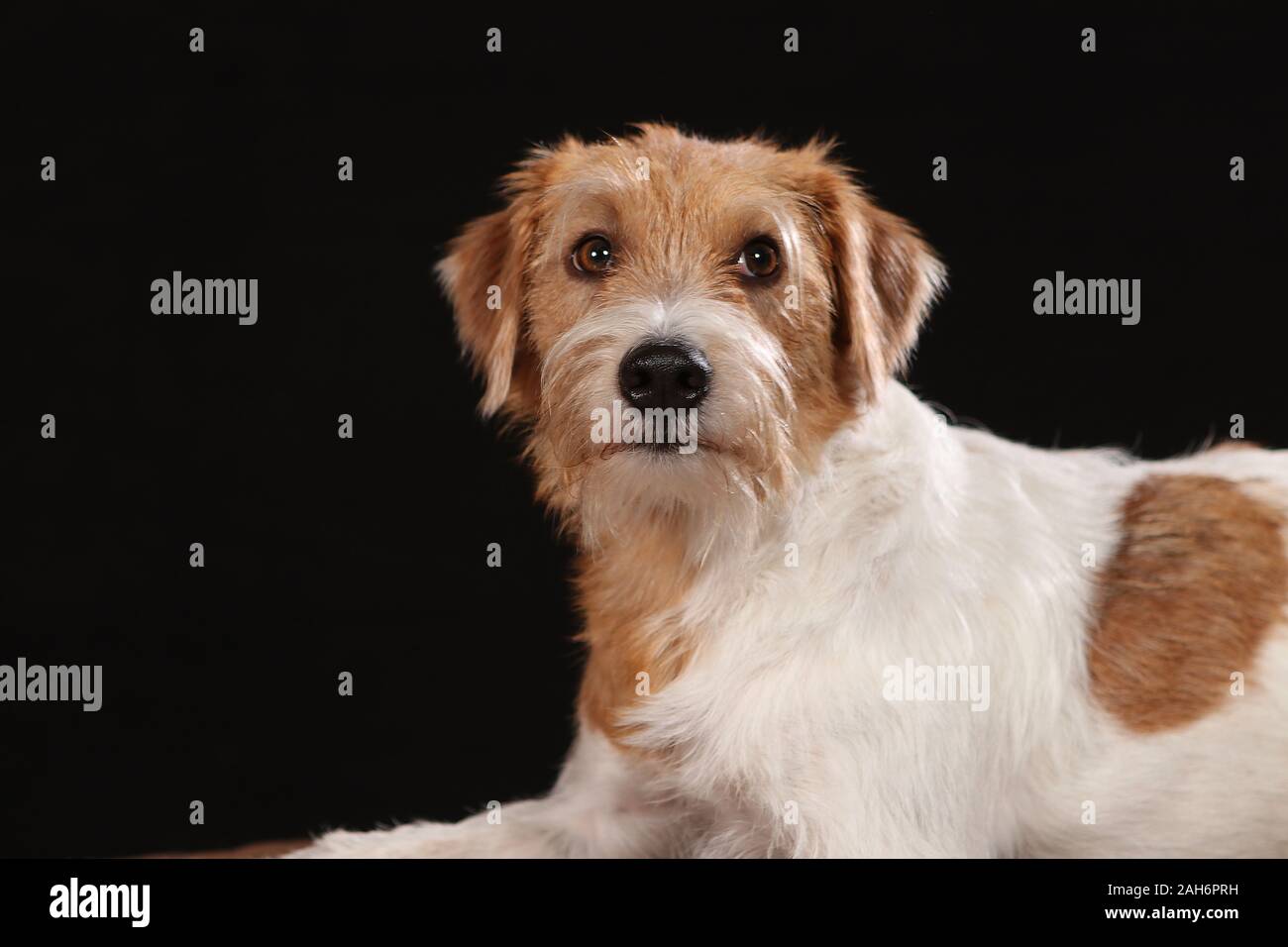 kromfohrlander dog posing for pictures in the studio Stock Photo