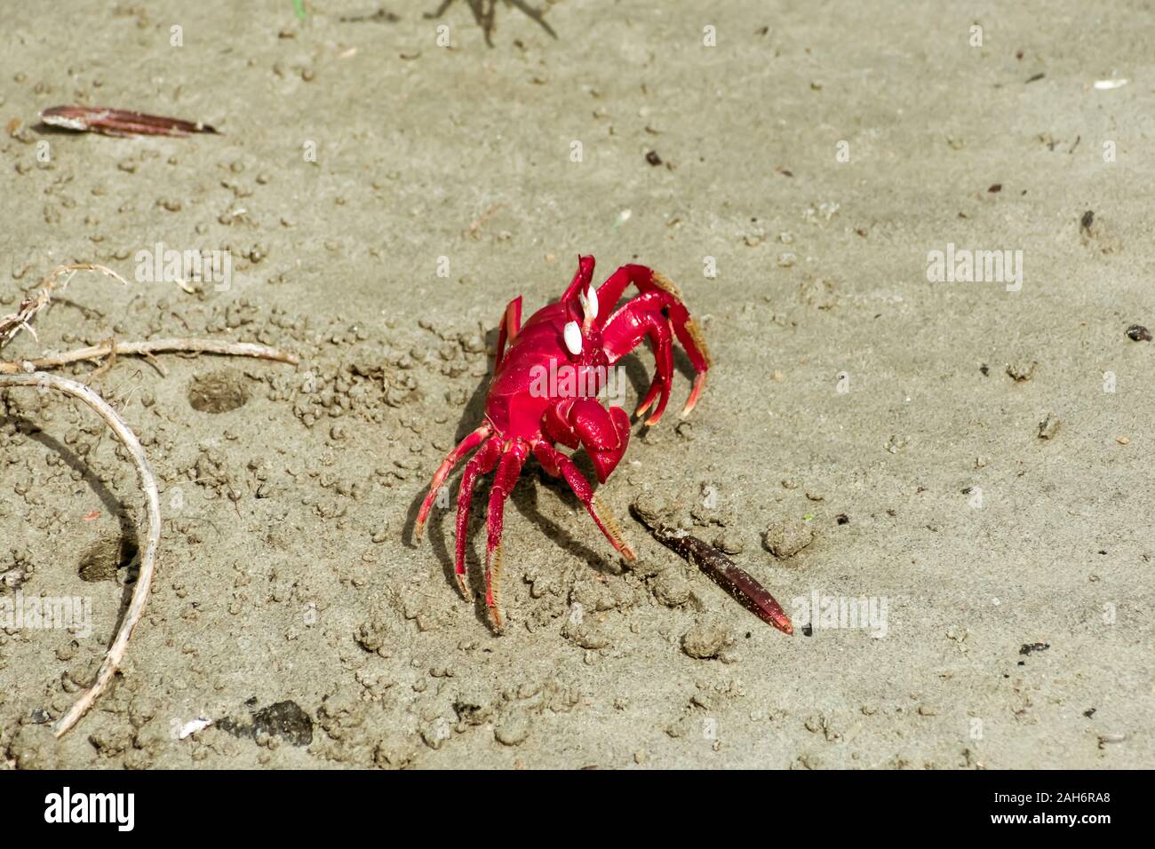 Christmas Island red crab (Gecarcoidea natalis), a Brachyura land crab or red crazy ant shellfish Gecarcinidae species that is endemic to Christmas Is Stock Photo