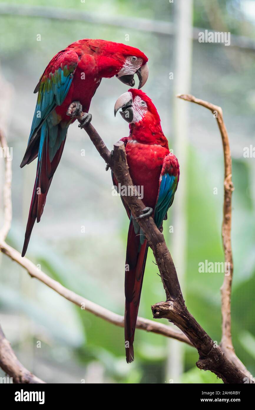red and green macaw or green winged macaw, scientific name ara chloropterus parrot  bird in Parque das aves Foz do Iguacu Brazil Parana state, bird Par Stock  Photo - Alamy