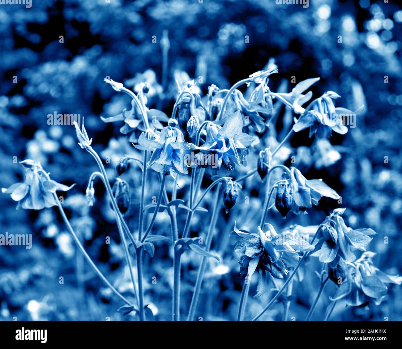 Classic blue color of the year 2020.Aquilegia purple in spring garden. Blue flowers of aquilegia in natural background. Stock Photo