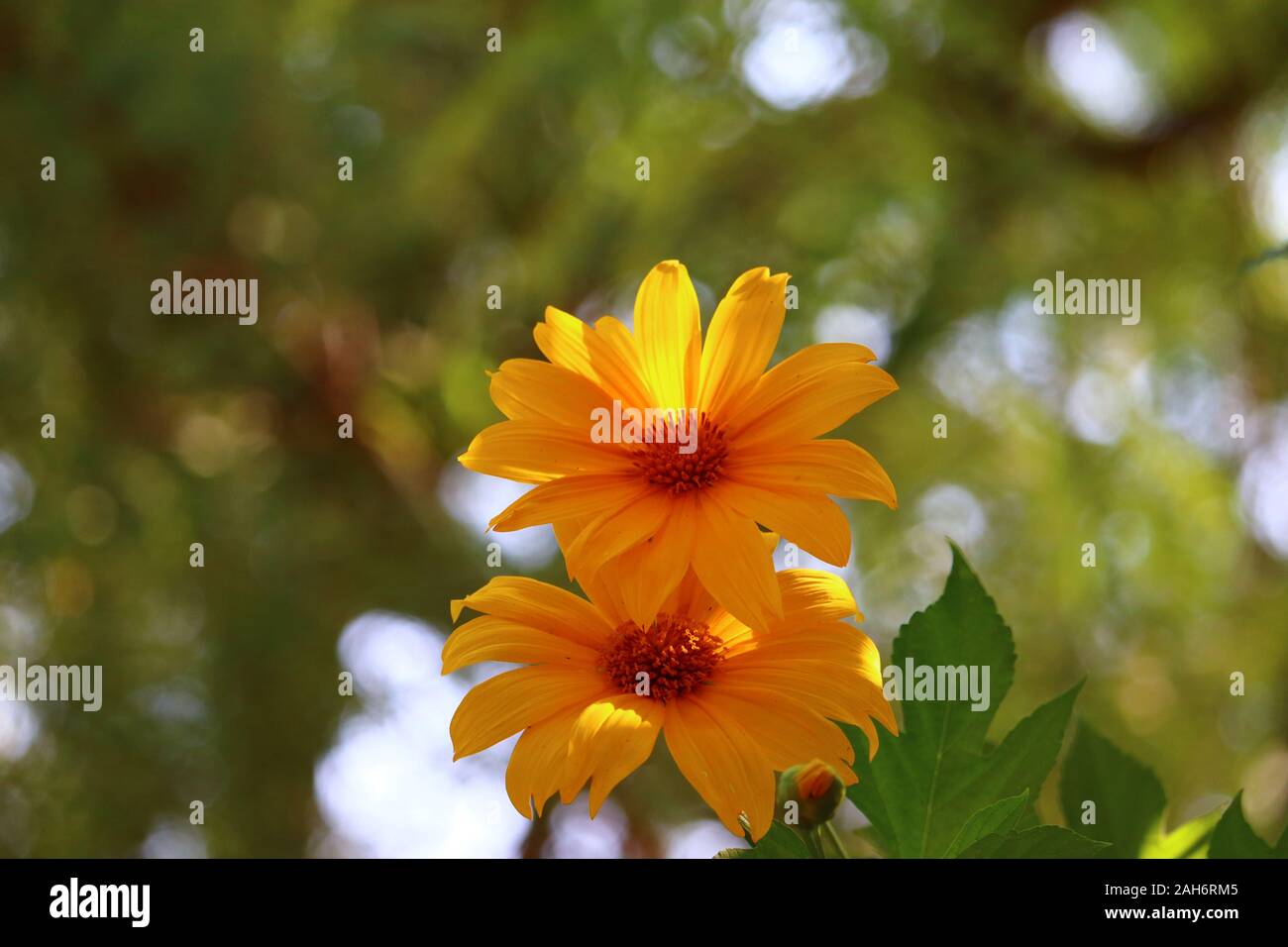 sunflower, sunflower garden in the india.Bright sunflowers on yellow