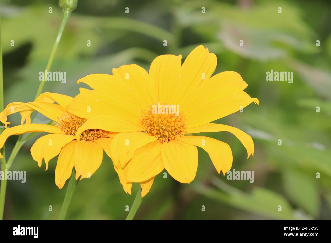 sunflower, sunflower garden in the india.Bright sunflowers on yellow