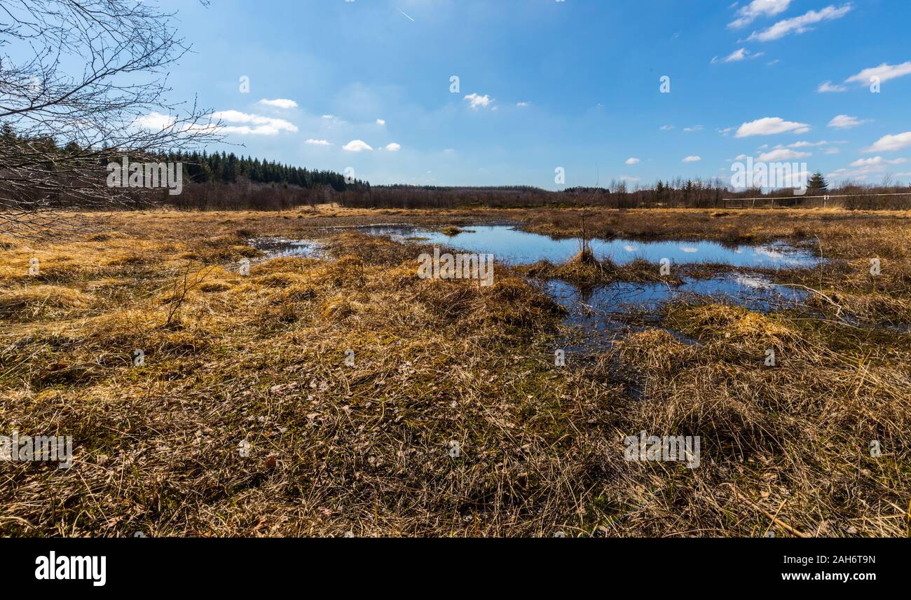 Typical pond in the High Venn. Stock Photo