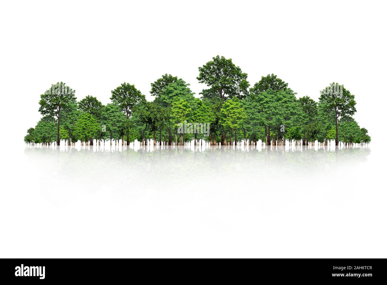 Tree isolated on white background Stock Photo - Alamy