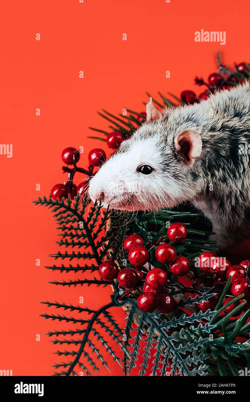 Gray-white beautiful thoroughbred rat laying in a Christmas wreath Stock Photo