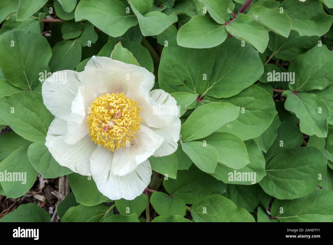 White Peony Paeonia “Mlokosewitschii” flower blooming Stock Photo - Alamy