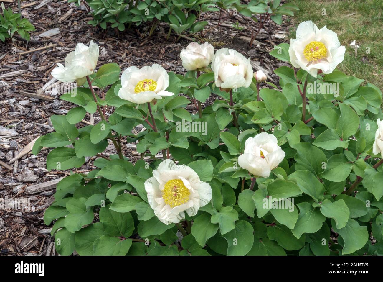 Paeonia Mlokosewitschii flowers Molly the Witch, Peony Stock Photo - Alamy