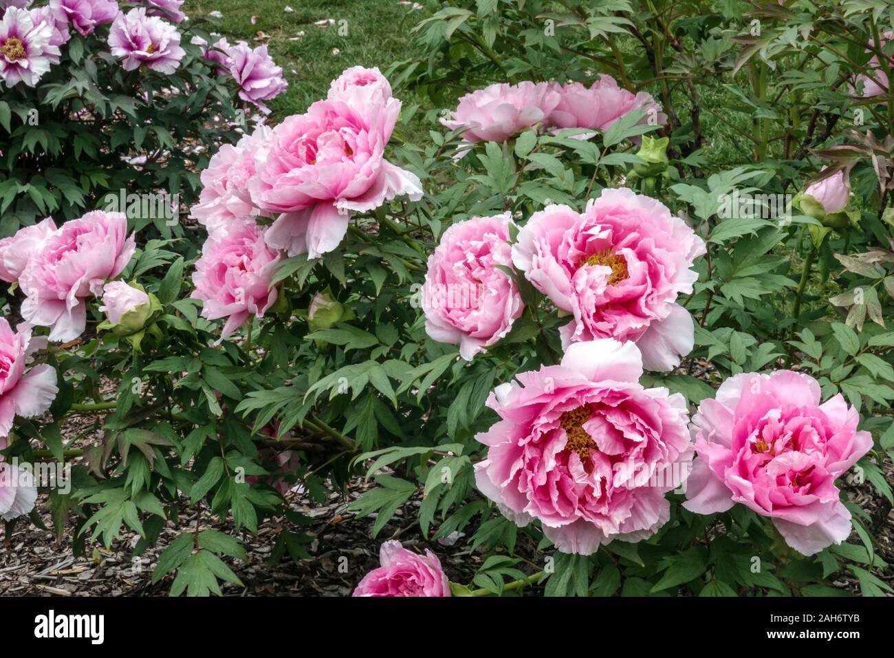 Japanese tree peony Japanese peony Paeonia ‘Duchess Of Marlborough