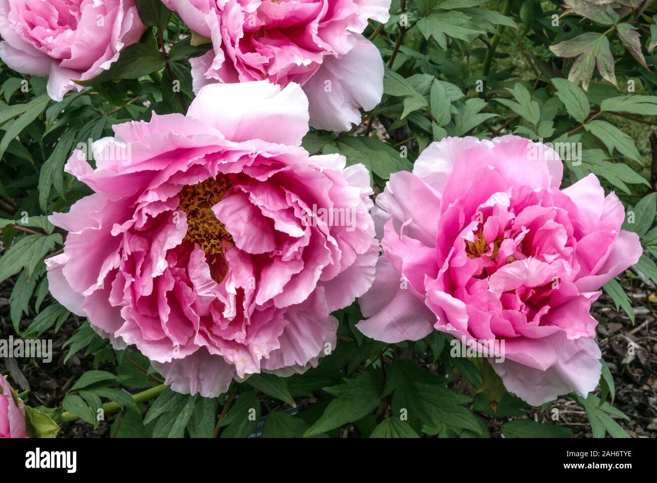 Tree peony Paeonia ‘Duchess Of Marlborough’ Pink Peonies Stock Photo