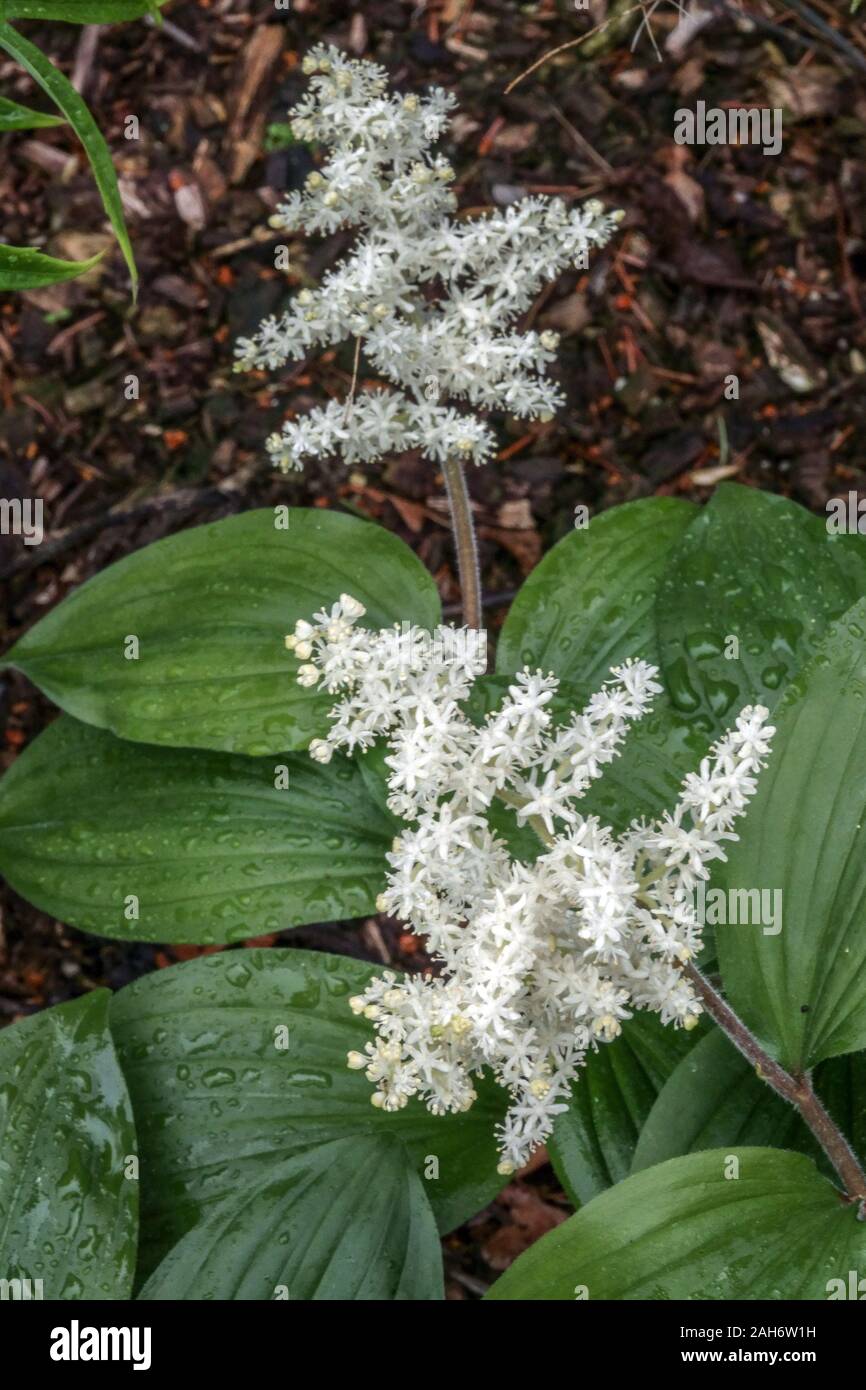Maianthemum racemosum Stock Photo