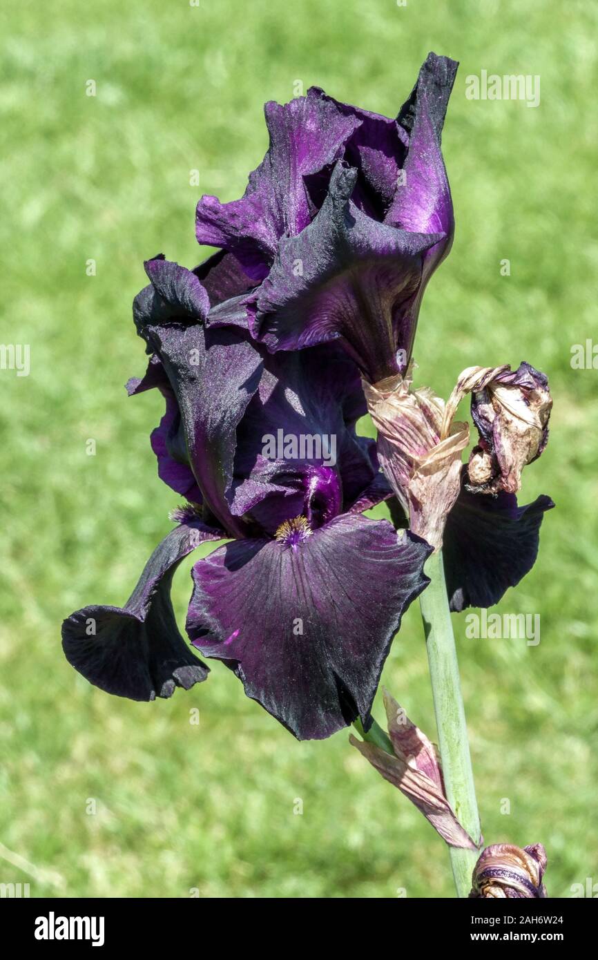 Dark iris 'Interpol' tall bearded Black iris Stock Photo