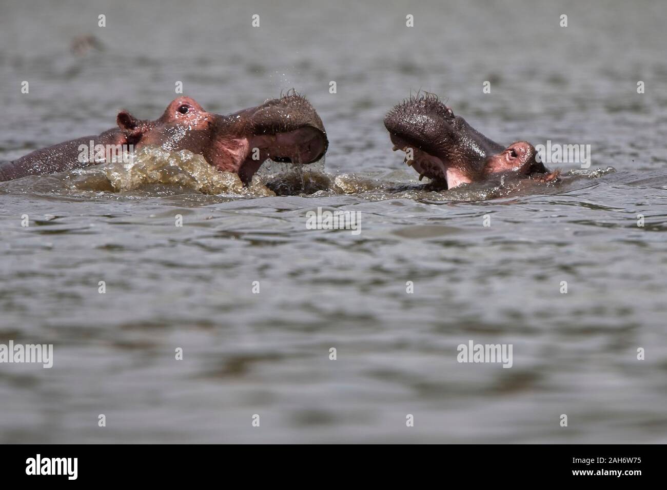 Two Hippopotamus (Hippopotamus amphibius) in Lake Naivasha, Kenya. Stock Photo