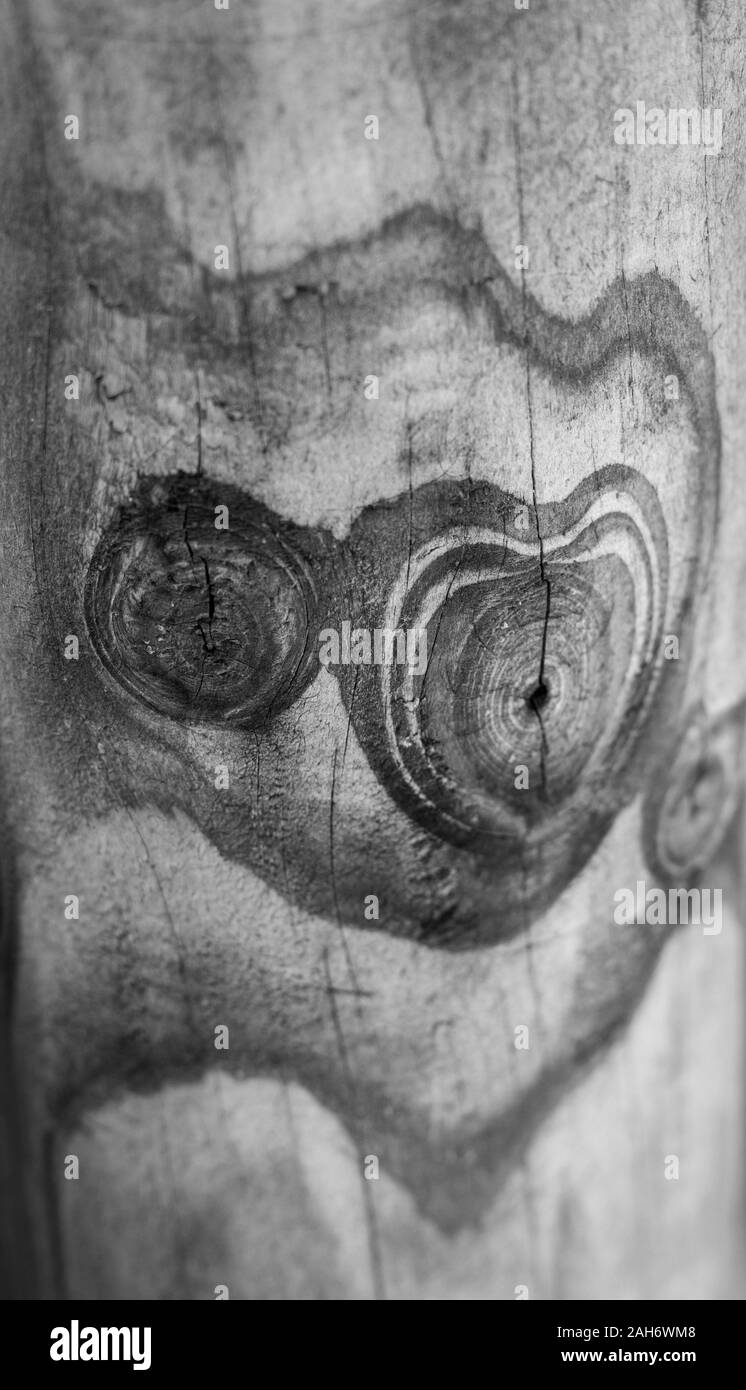 Old wood, knot pattern hearts. Tree rings make a heart around a knot, a romantic background or abstractly ecological sustainability. Natural beauty Stock Photo