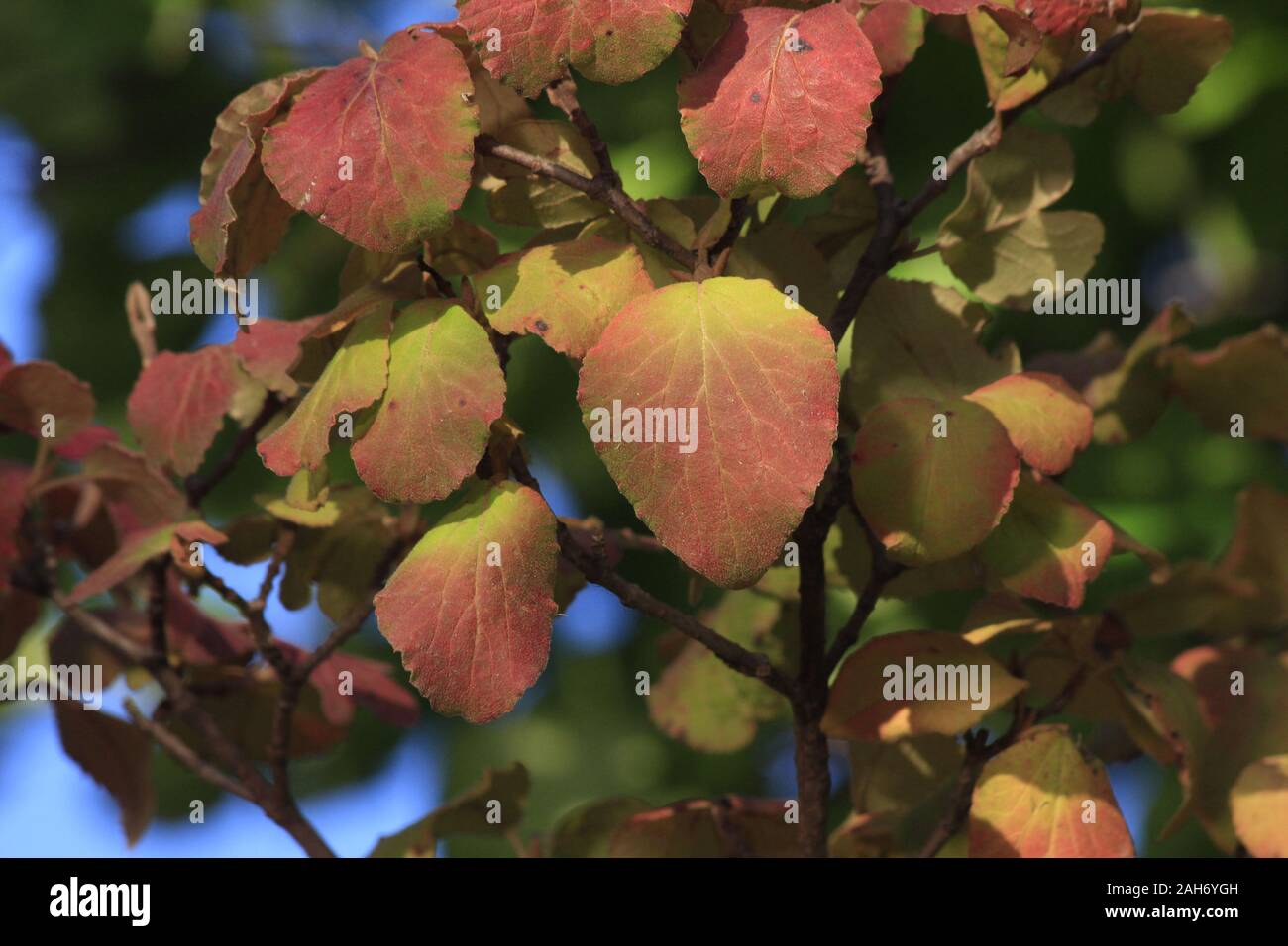 Kansas Colorful fall leaves shot closeup on tree limbs that's natures own painting. Stock Photo