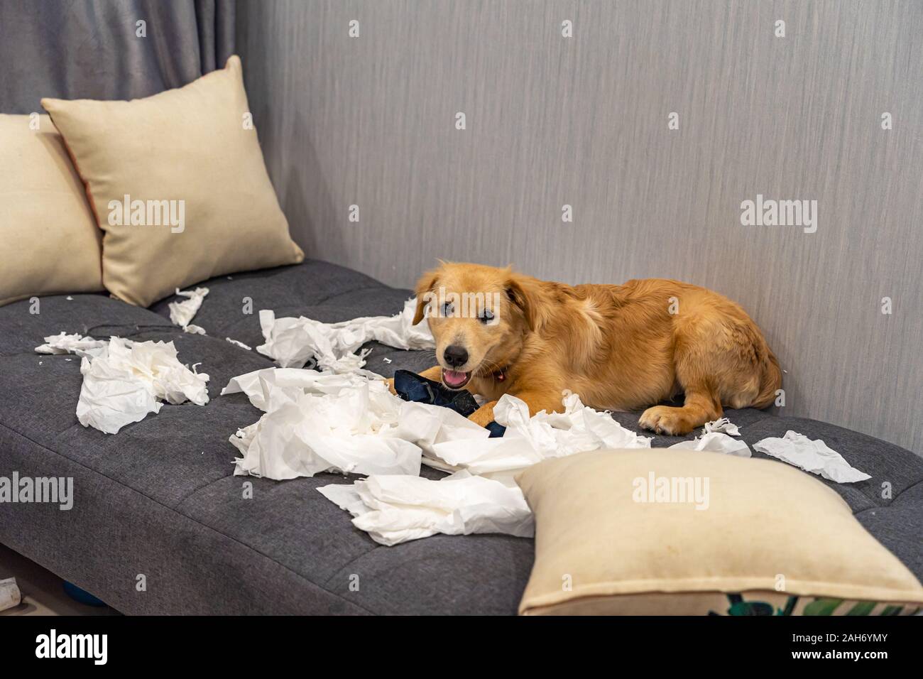 Cute little golden retriever dog playing toilet paper on sofa Stock Photo -  Alamy