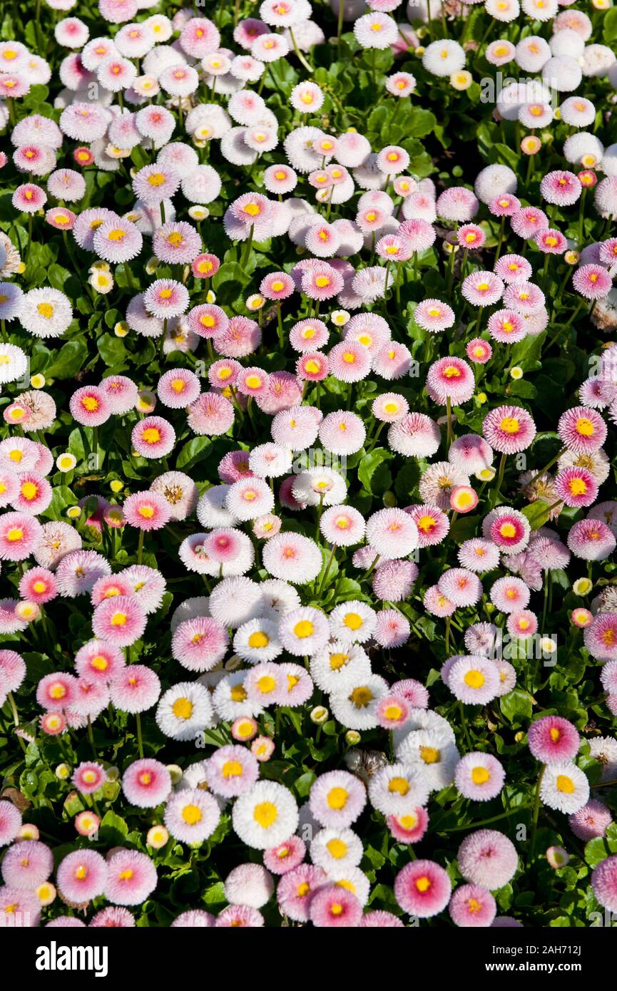 Pink daisies flowerbed blooming in spring, view at the ornamental garden detail in Poland, sunny day, nobody, vertical. Stock Photo
