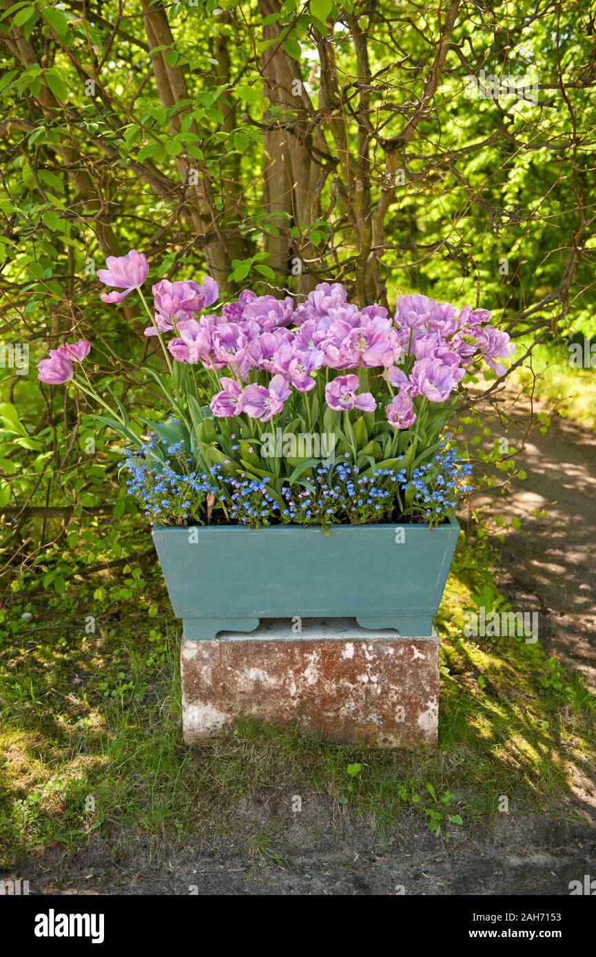 Purple tulips and blue forget me nots growing in flower box, flowers blooming in spring, view at the mix of flowers planted next to the trees. Stock Photo
