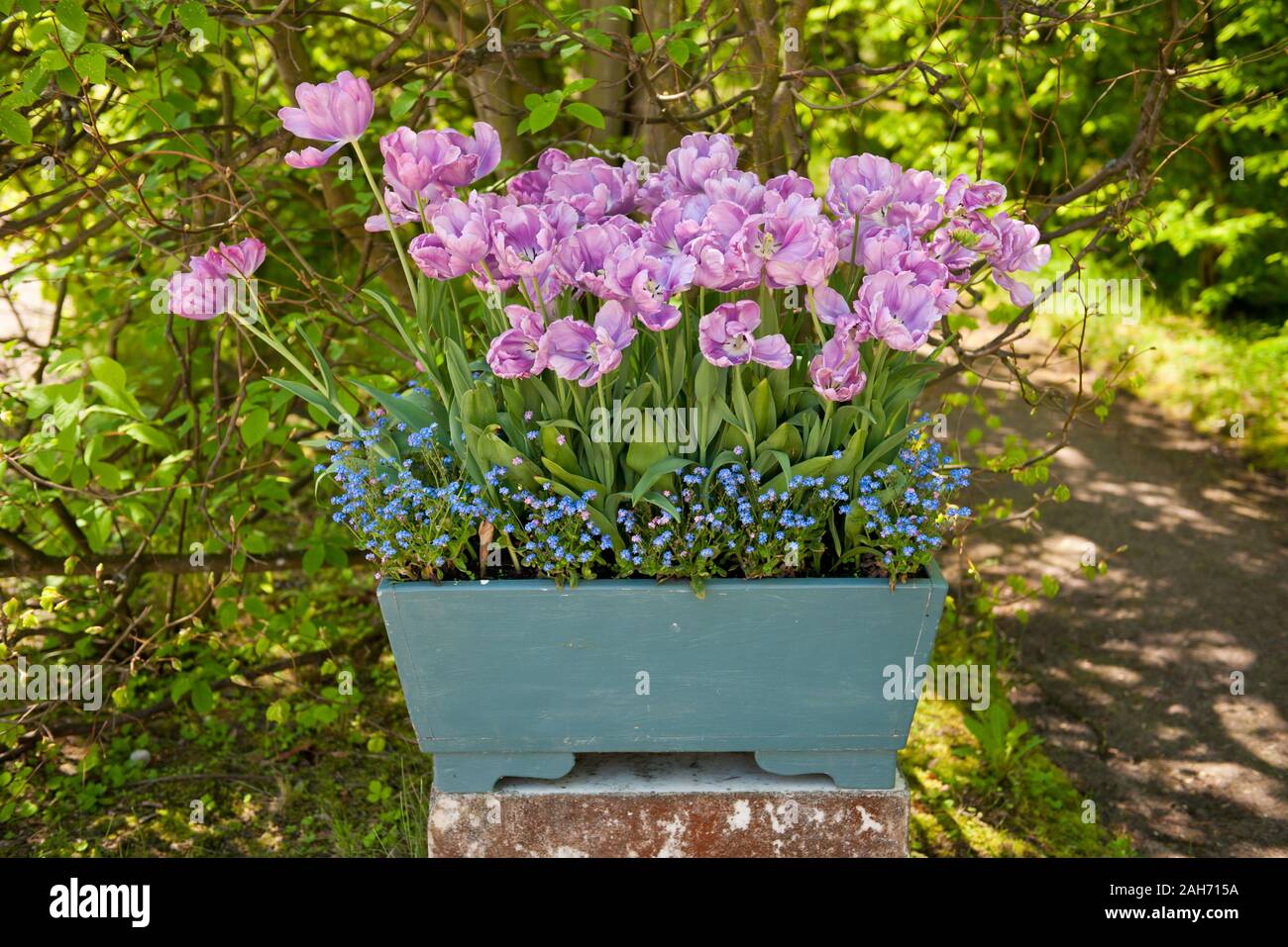 Blue forget me nots and purple tulips growing in flower box, flowers blooming in spring, view at the mix of flowering plants next to the trees. Stock Photo