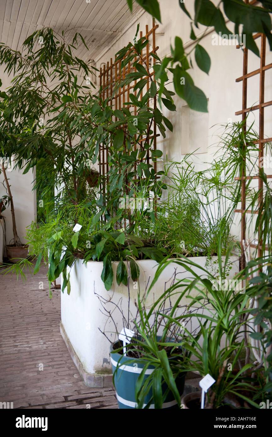 Greenery in old orangery interior in Nieborów, Poland, Europe, plants and flowers mix in sunlight coming through large windows, visiting museum. Stock Photo