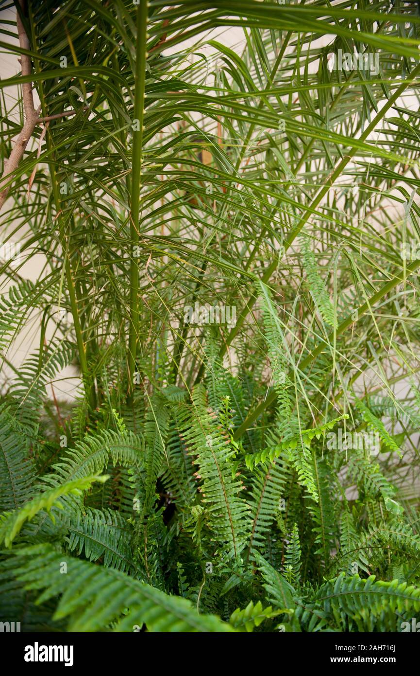 Fern and palms in old orangery interior in Nieborów in Poland, Europe, various plants mix in sunlight coming through windows, visiting tourist travel Stock Photo