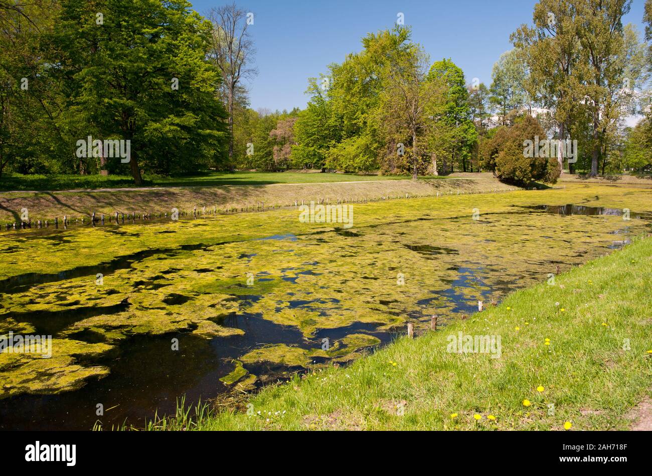 Garden pond in Nieborów Park in springtime, view at the ornamental garden in Poland, Europe, natural bucolic landscape in May, lots of algae in park. Stock Photo