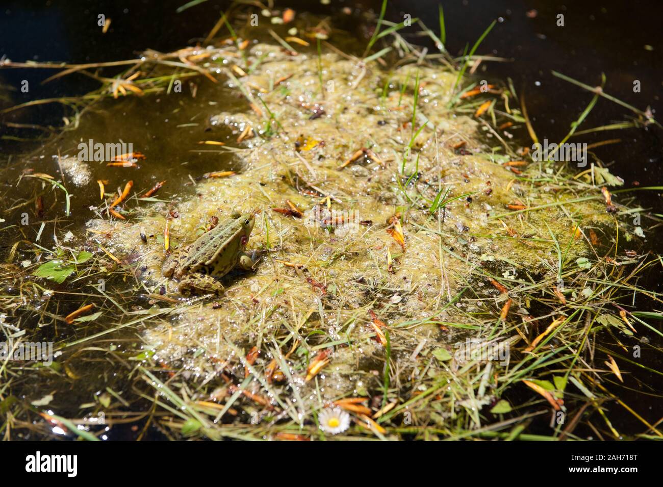 Green frog in garden pond in Nieborów Park in Poland, Europe, springtime in May, animal sitting on algae in the water, nature detail. Stock Photo