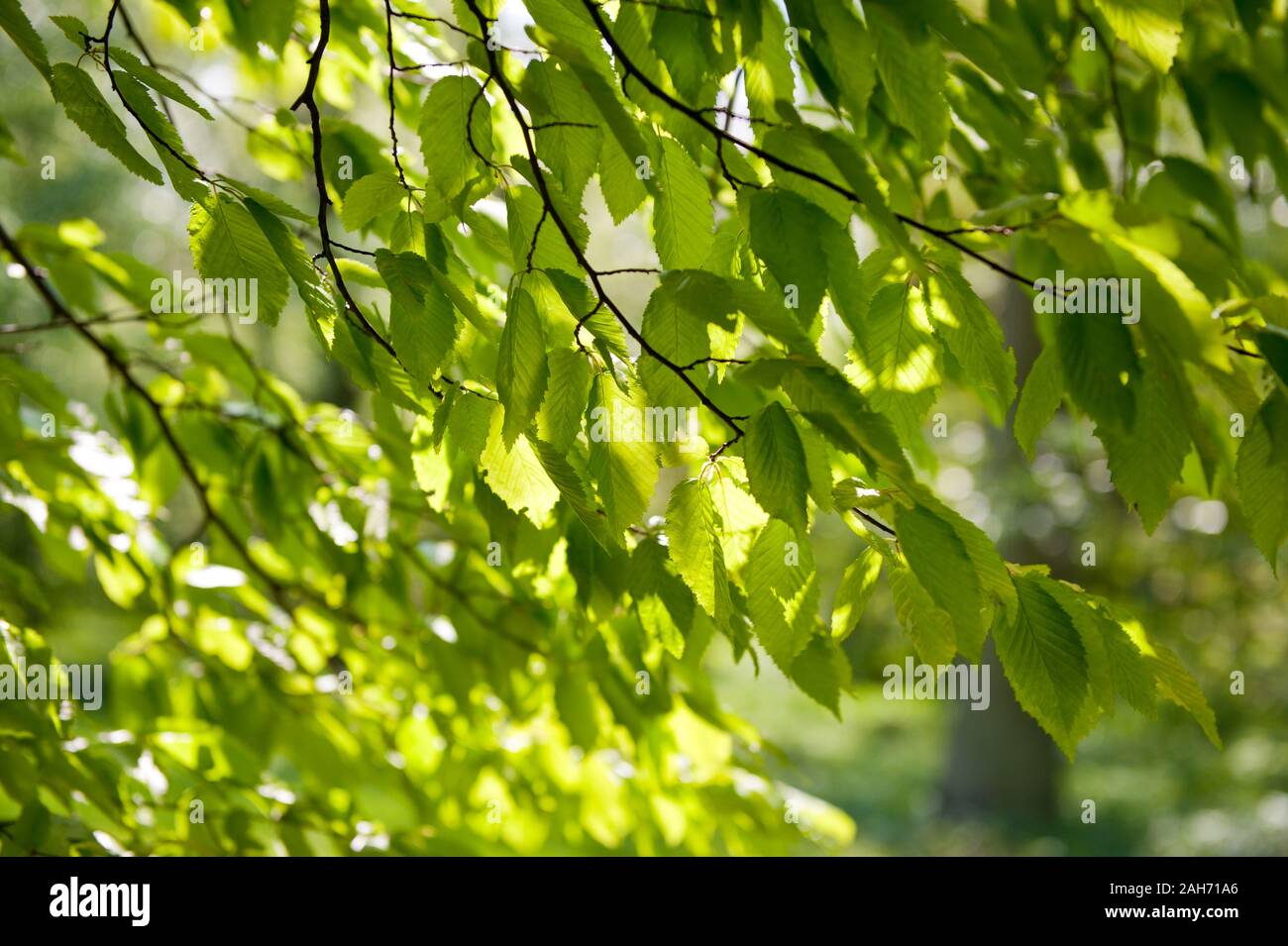Elm young fragile foliage closeup, fresh green Ulmus leaves on twigs in sunlight, deciduous tree detail, nature and greenery in springtime, sunny day. Stock Photo