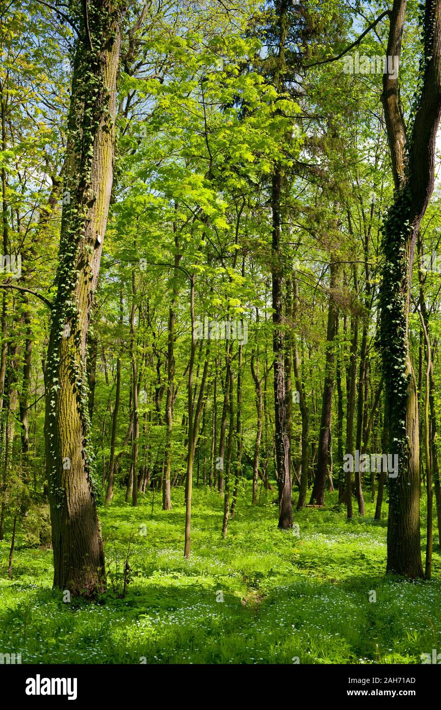 Spring blooming plants in morning sunlight, young woods natural view with trees and white flowers growing as the ground cover. Rights managed, Poland. Stock Photo