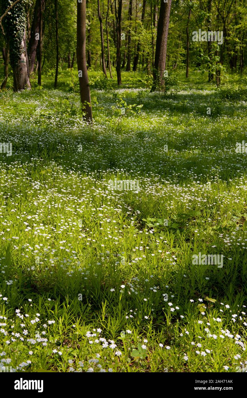 Springtime flowering fresh plants in morning sunlight, young woods natural view with trees and white flowers growing as the ground cover. Stock Photo