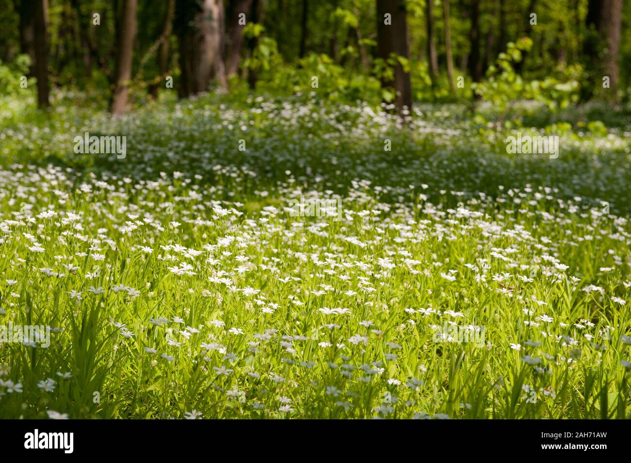 Springtime blooming plants in morning sunlight, young woods natural view with trees and white flowers growing as the ground cover. Rights managed. Stock Photo
