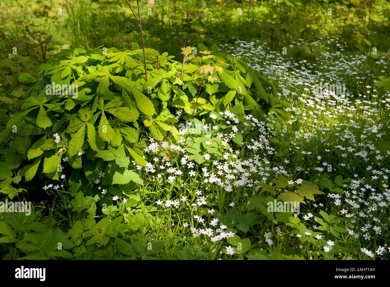 Springtime plants in morning sunlight, young woods natural view with chestnut tree and white flowers growing as the ground cover. Rights managed. Stock Photo