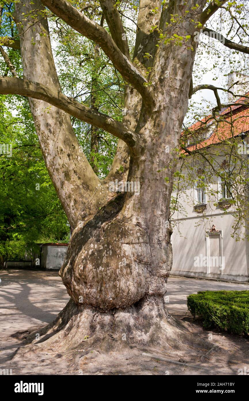Platanus acerifolia very old tree in the ornamental baroque garden next to Radziwiłł's Palace in Nieborów in Poland, Europe, first plane tree here. Stock Photo