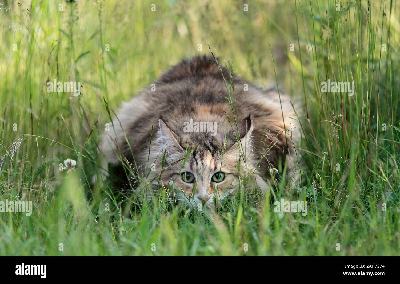 A norwegian forest cat female stalking photographer in high grass Stock ...