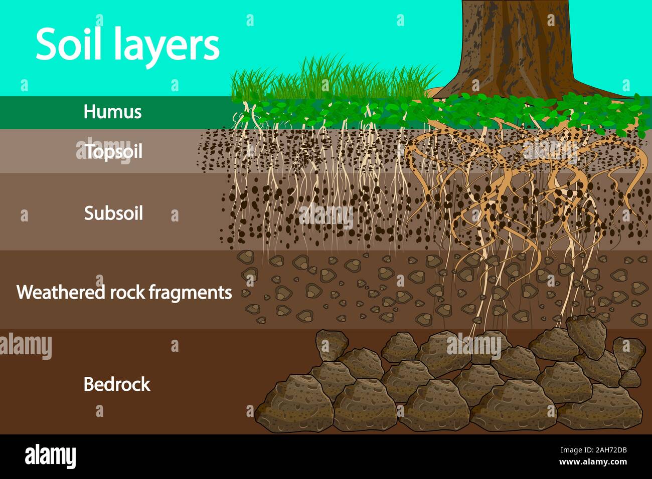 Soil layer scheme or diagram with grass and roots, earth texture and stones. Cross section of humus or organic and underground soil layers beneath. Stock Vector