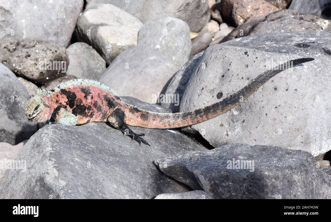 Male marine iguana Amblyrhynchus cristatus in green and red mating ...